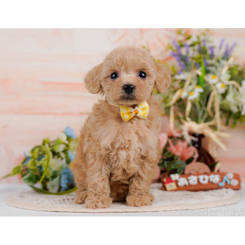 成約済の神奈川県のタイニープードル-411134の13枚目