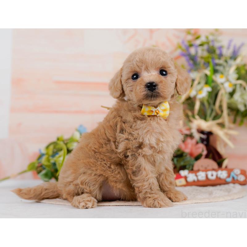 成約済の神奈川県のタイニープードル-411134の1枚目