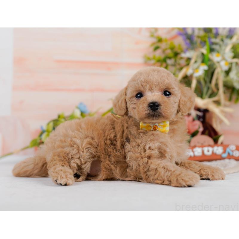 成約済の神奈川県のタイニープードル-411134の12枚目