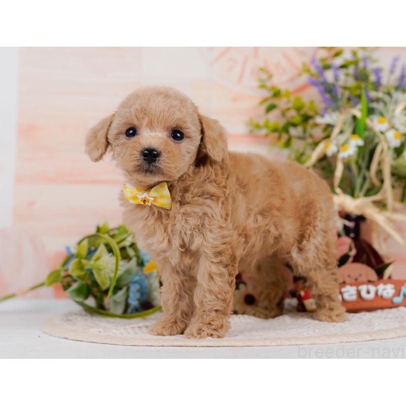 成約済の神奈川県のタイニープードル-411134の11枚目