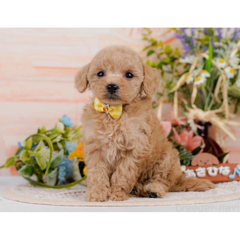 成約済の神奈川県のタイニープードル-411134の10枚目