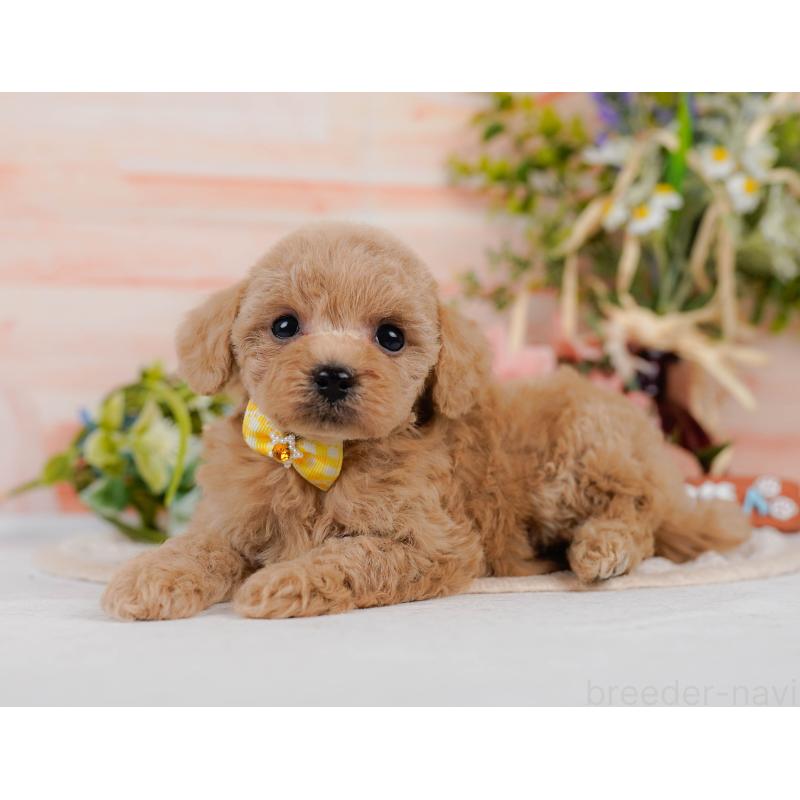 成約済の神奈川県のタイニープードル-411134の9枚目