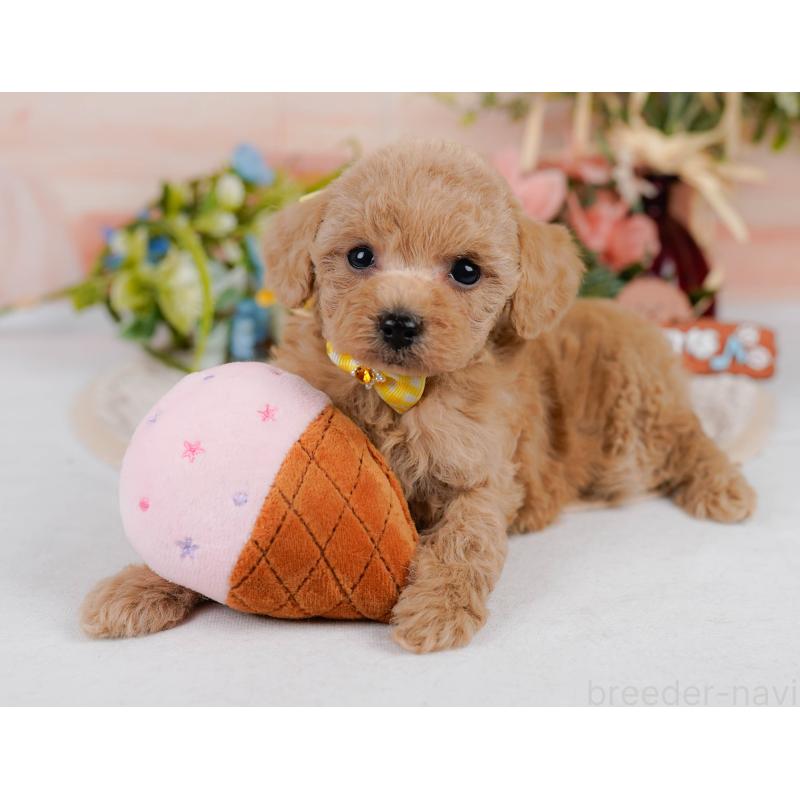 成約済の神奈川県のタイニープードル-411134の8枚目