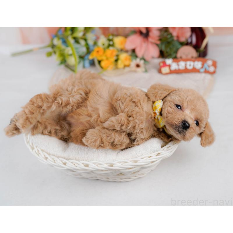 成約済の神奈川県のタイニープードル-411134の7枚目