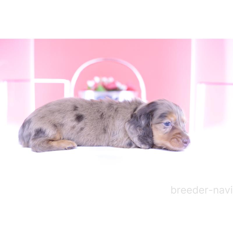 販売中の愛知県のカニンヘンダックスフンド(ロングヘアード)-410725の3枚目