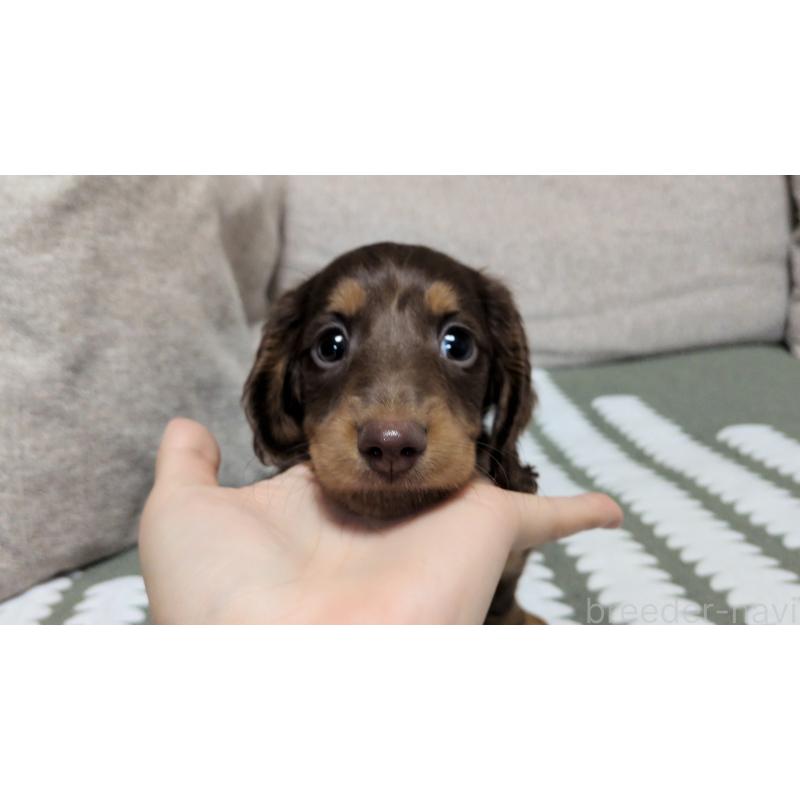 成約済の茨城県のミニチュアダックスフンド(ロングヘアード)-408181の2枚目