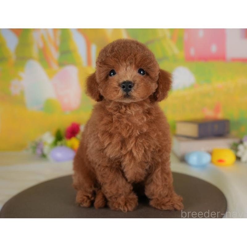 販売中の群馬県のトイプードル-410736の1枚目