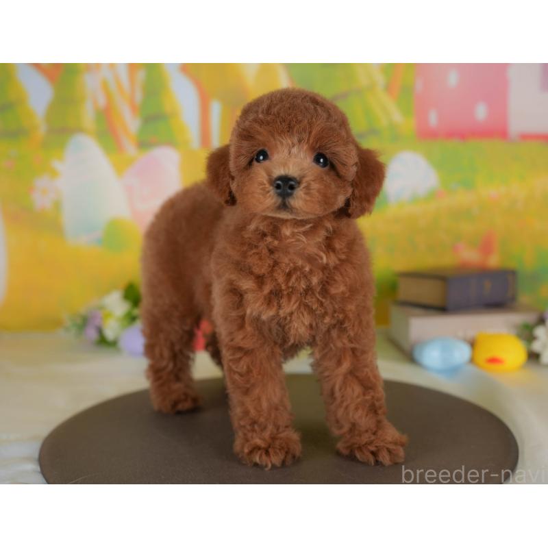 販売中の群馬県のトイプードル-410736の6枚目