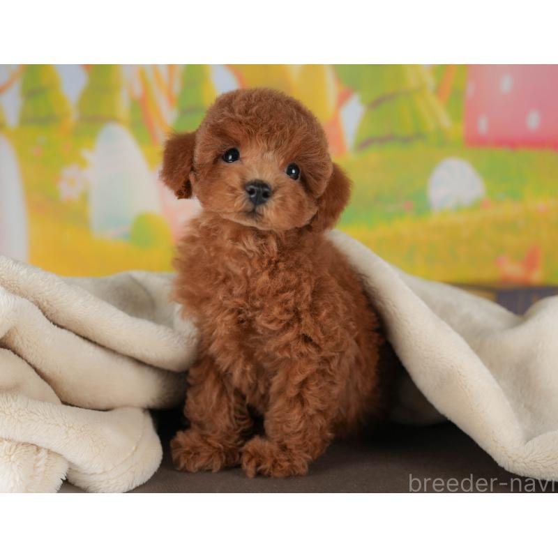 販売中の群馬県のトイプードル-410736の4枚目