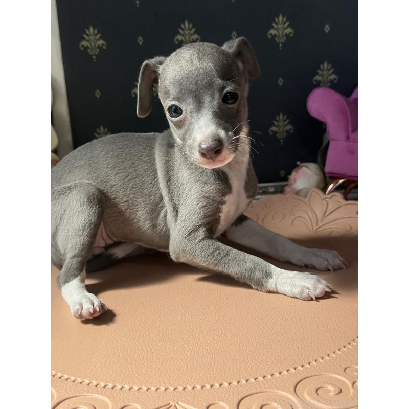 成約済の宮崎県のイタリアングレーハウンド(イタグレ)-410014の8枚目