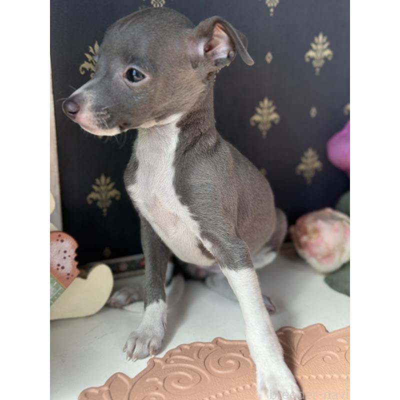 成約済の宮崎県のイタリアングレーハウンド(イタグレ)-410014の5枚目