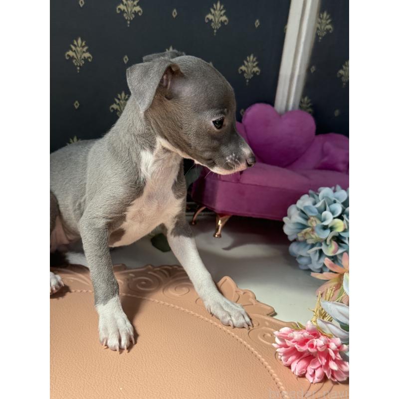 成約済の宮崎県のイタリアングレーハウンド(イタグレ)-410014の3枚目