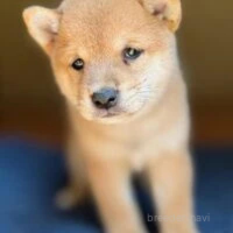 販売中の熊本県の豆柴-410742の2枚目