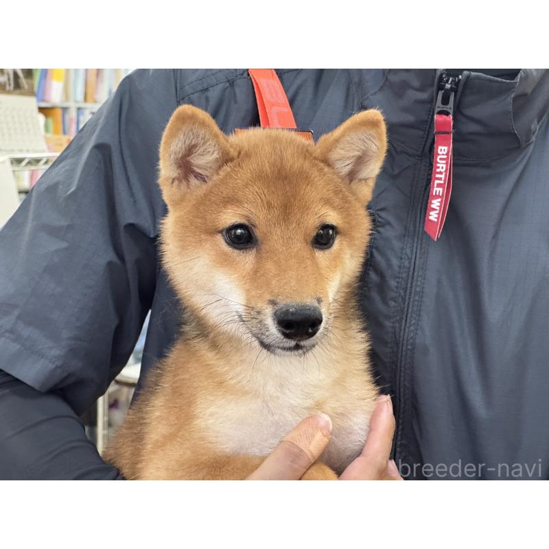 販売中の岡山県の豆柴-380931の4枚目