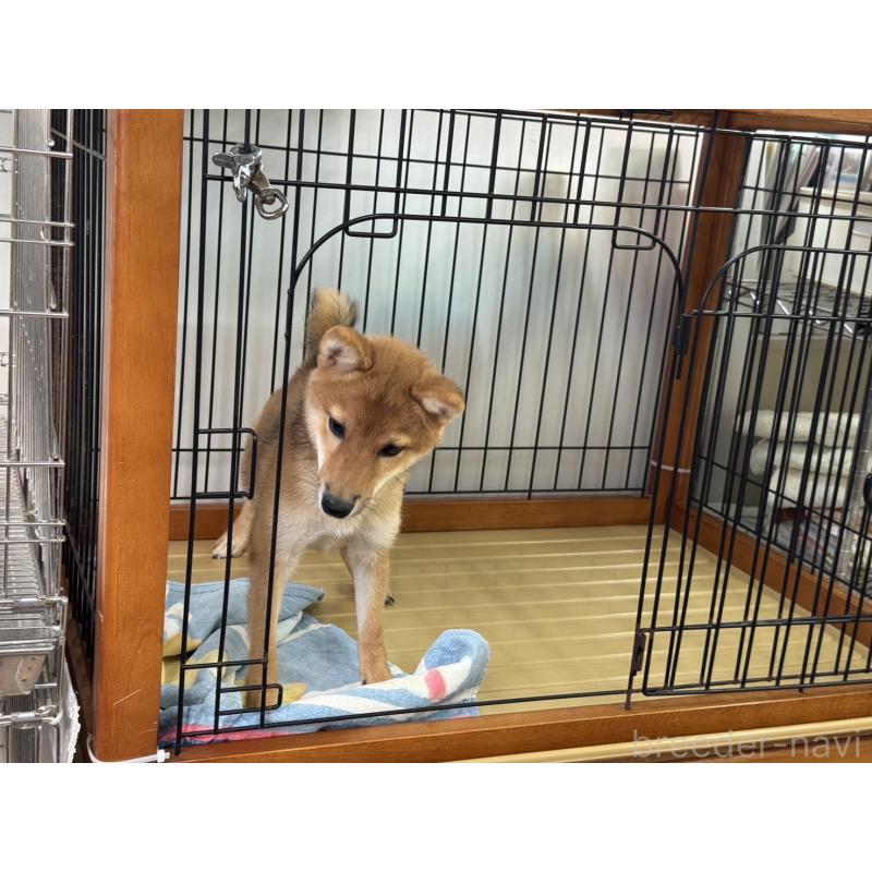 販売中の岡山県の豆柴-380931の3枚目