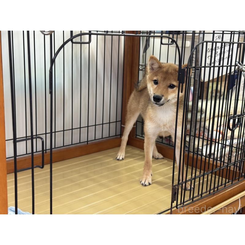販売中の岡山県の豆柴-380931の2枚目