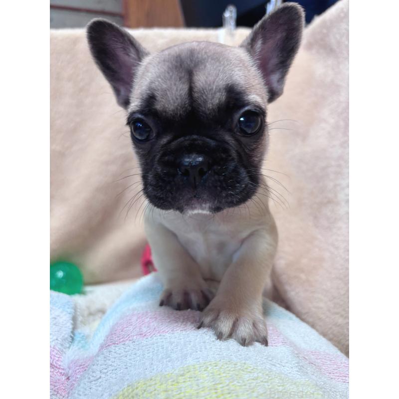 成約済の三重県のフレンチブルドッグ-408165の5枚目