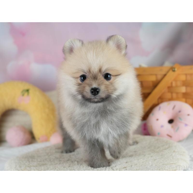 販売中の埼玉県のポメラニアン-411203の5枚目