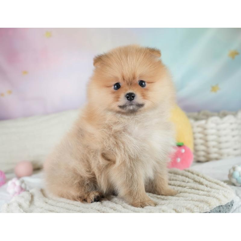 販売中の埼玉県のポメラニアン-411197の10枚目
