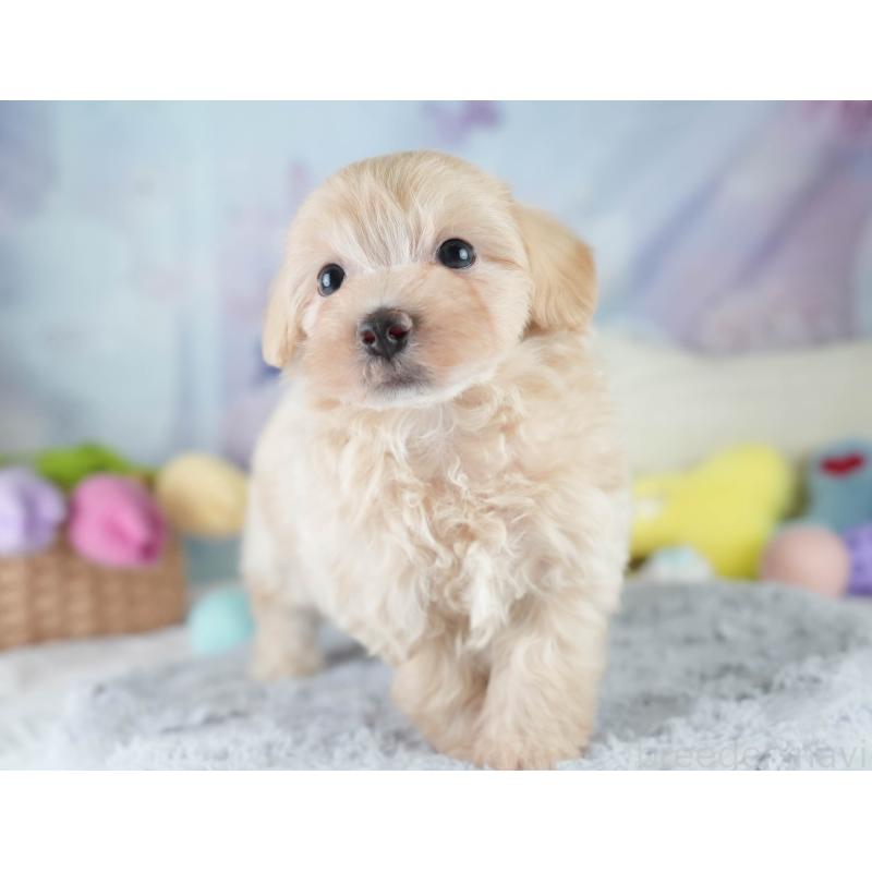 販売中の埼玉県のマルプー:マルチーズ×トイプードル-411188の9枚目