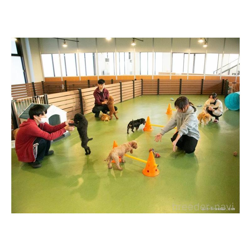 販売中の茨城県のミニチュアダックスフンド(ロングヘアード)-410776の2枚目