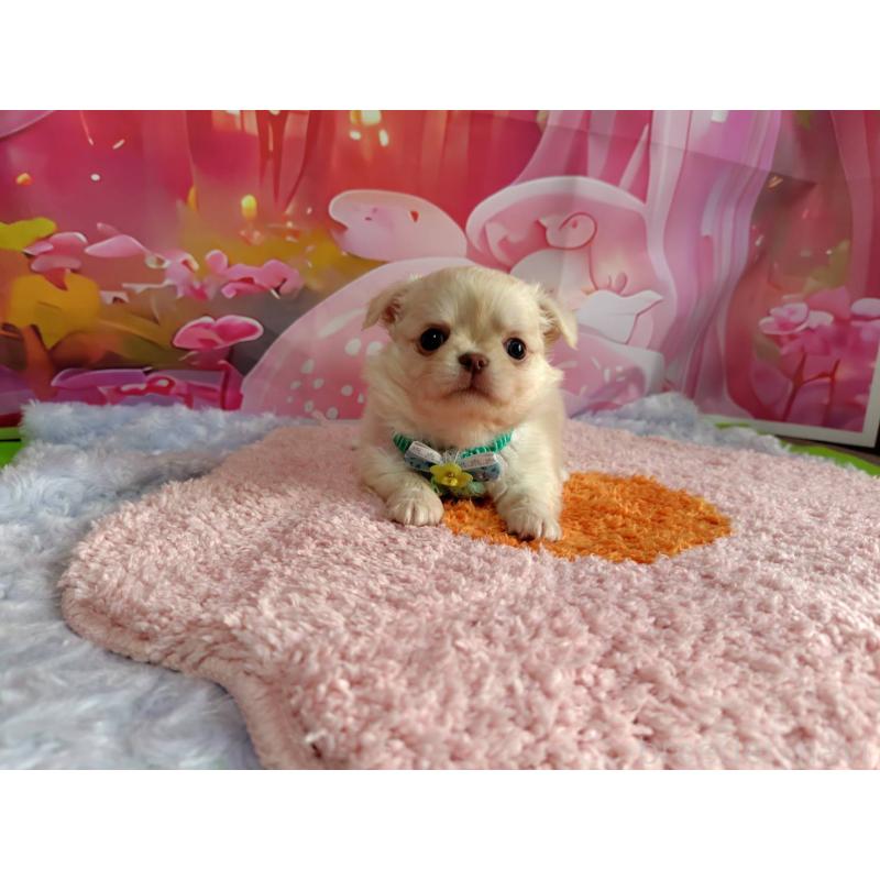 成約済の神奈川県のチワワ(ロングコート)-407250の6枚目