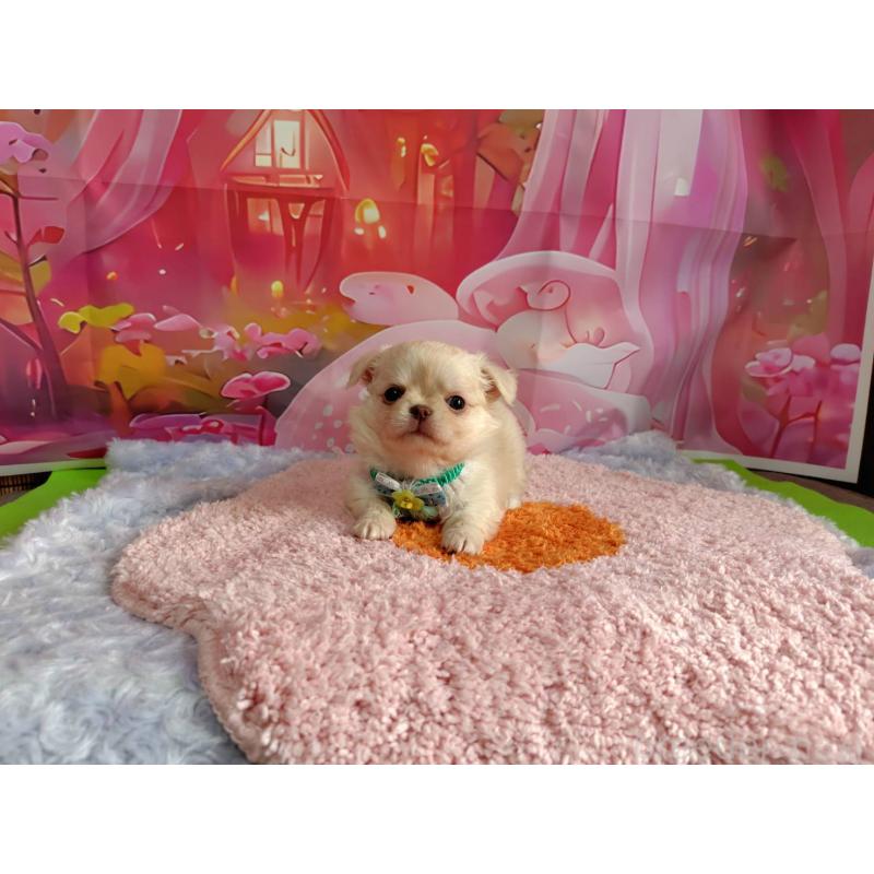 成約済の神奈川県のチワワ(ロングコート)-407250の4枚目