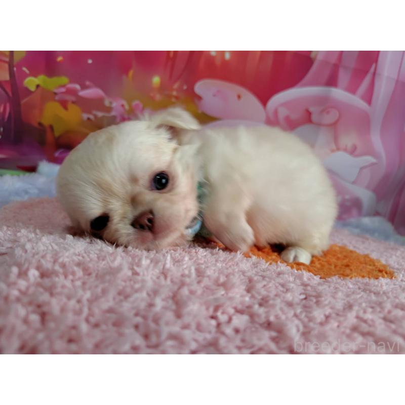 成約済の神奈川県のチワワ(ロングコート)-407250の5枚目