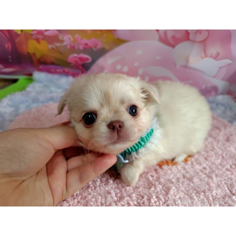 成約済の神奈川県のチワワ(ロングコート)-407250の3枚目