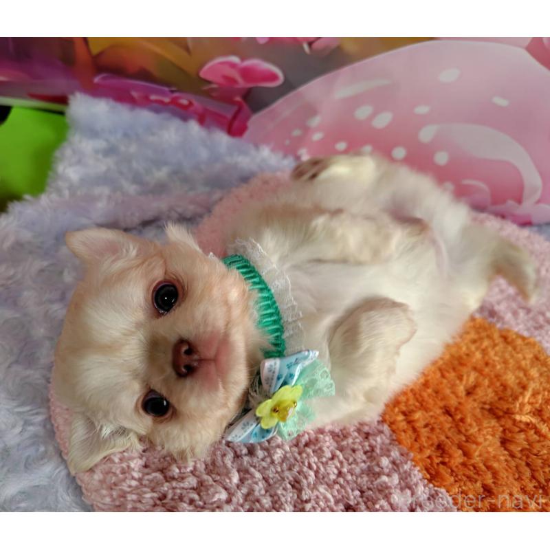 成約済の神奈川県のチワワ(ロングコート)-407250の2枚目