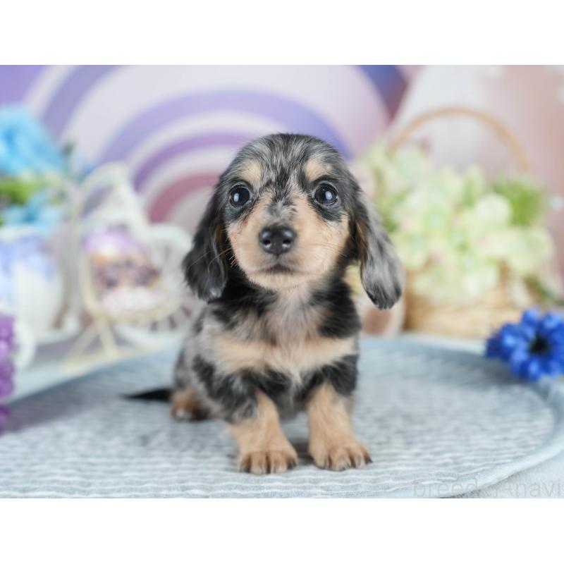 販売中の茨城県のミニチュアダックスフンド(ロングヘアード)-410783の6枚目