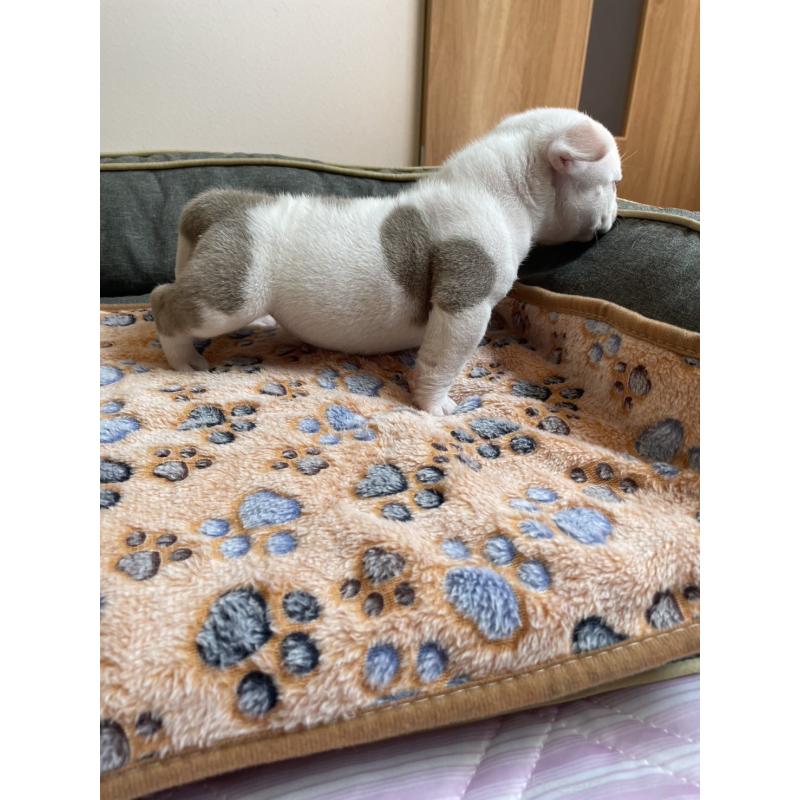 販売中の静岡県のエキゾチックブリー-410784の3枚目