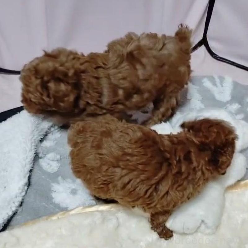 販売中の茨城県のティーカッププードル-410788の2枚目