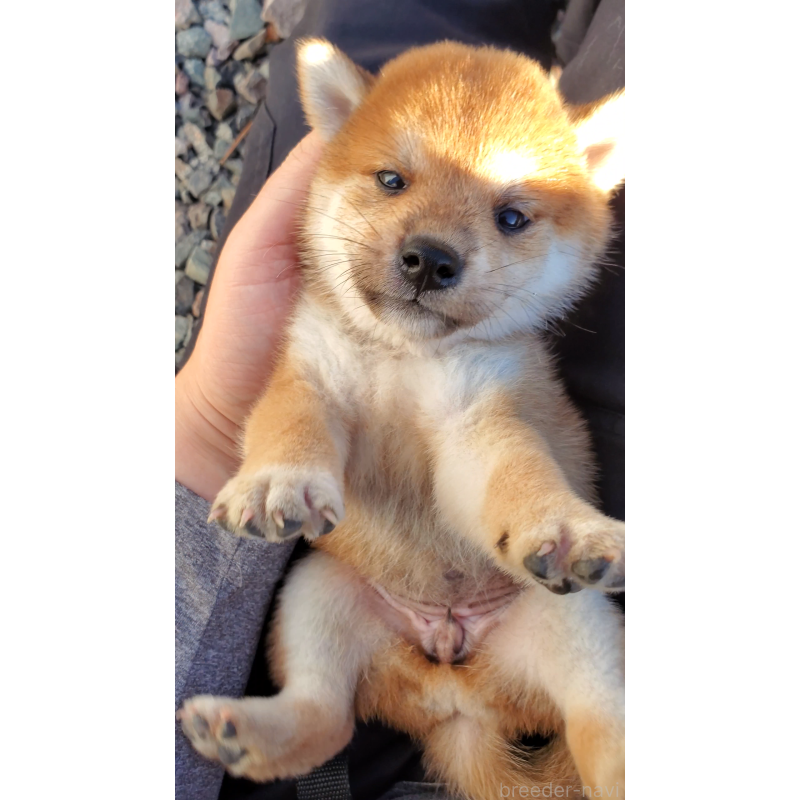 成約済の大阪府の柴犬-406779の4枚目