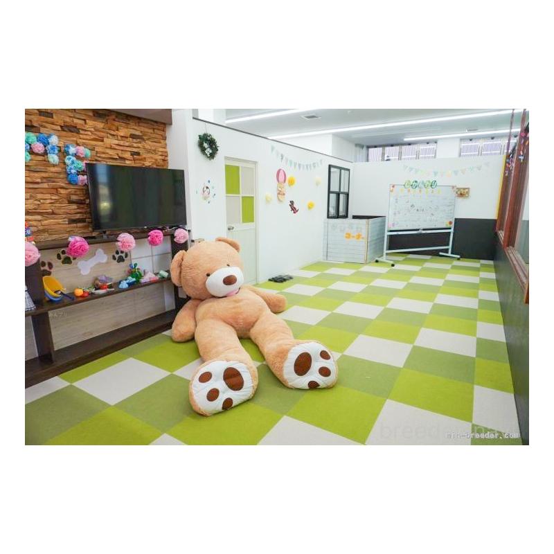 販売中の岐阜県のポメチワ:ポメラニアン×チワワ-412006の6枚目