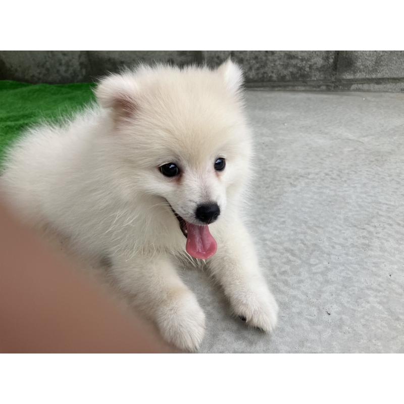 販売中の福島県のミックス犬-410792の5枚目