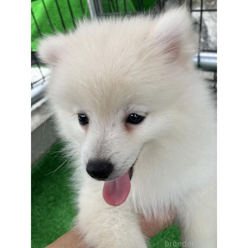 販売中の福島県のミックス犬-410792の4枚目