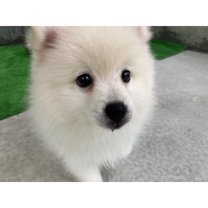 販売中の福島県のミックス犬-410792の2枚目
