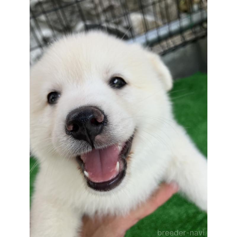 販売中の福島県のミックス犬-410793の5枚目