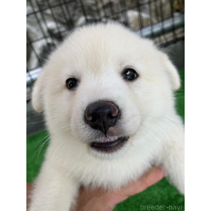販売中の福島県のミックス犬-410793の4枚目
