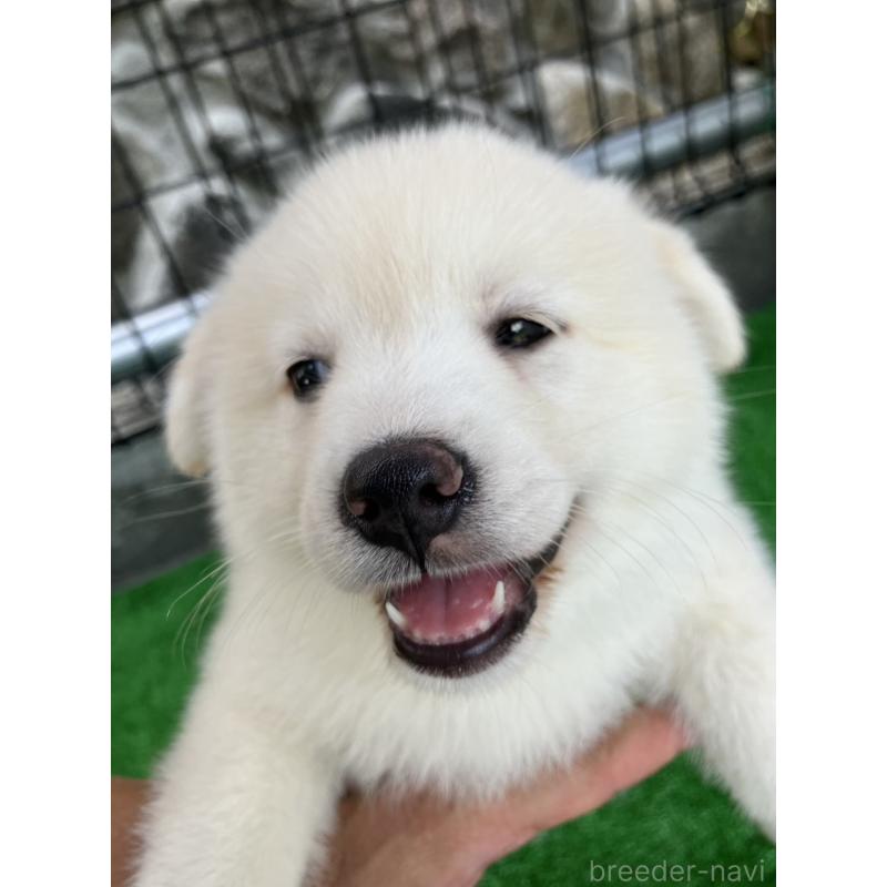販売中の福島県のミックス犬-410793の3枚目