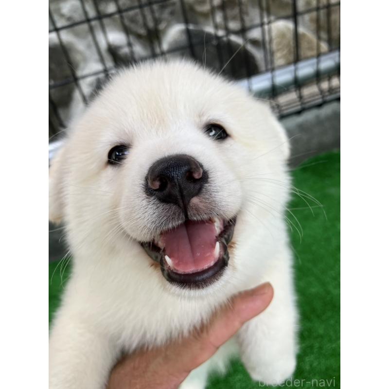 販売中の福島県のミックス犬-410793の2枚目