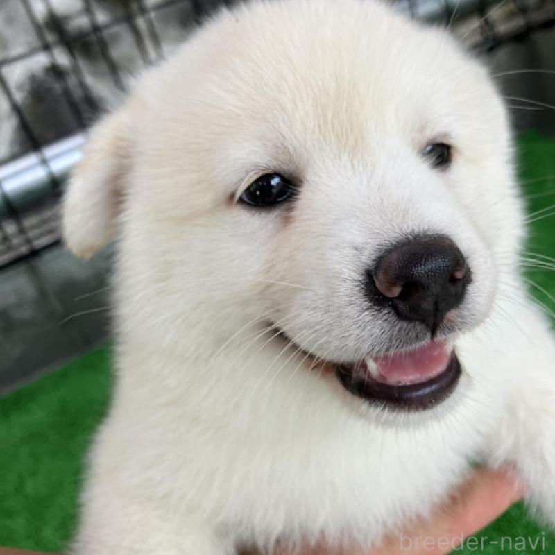 販売中の福島県のミックス犬-410793