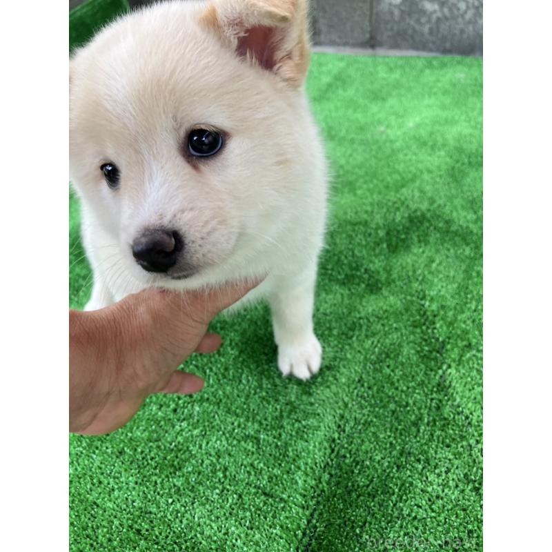 販売中の福島県のミックス犬-410796の2枚目
