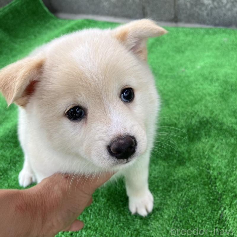 販売中の福島県のミックス犬-410796の1枚目