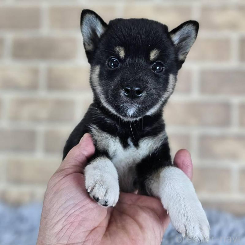販売中の和歌山県の柴犬-410799の1枚目