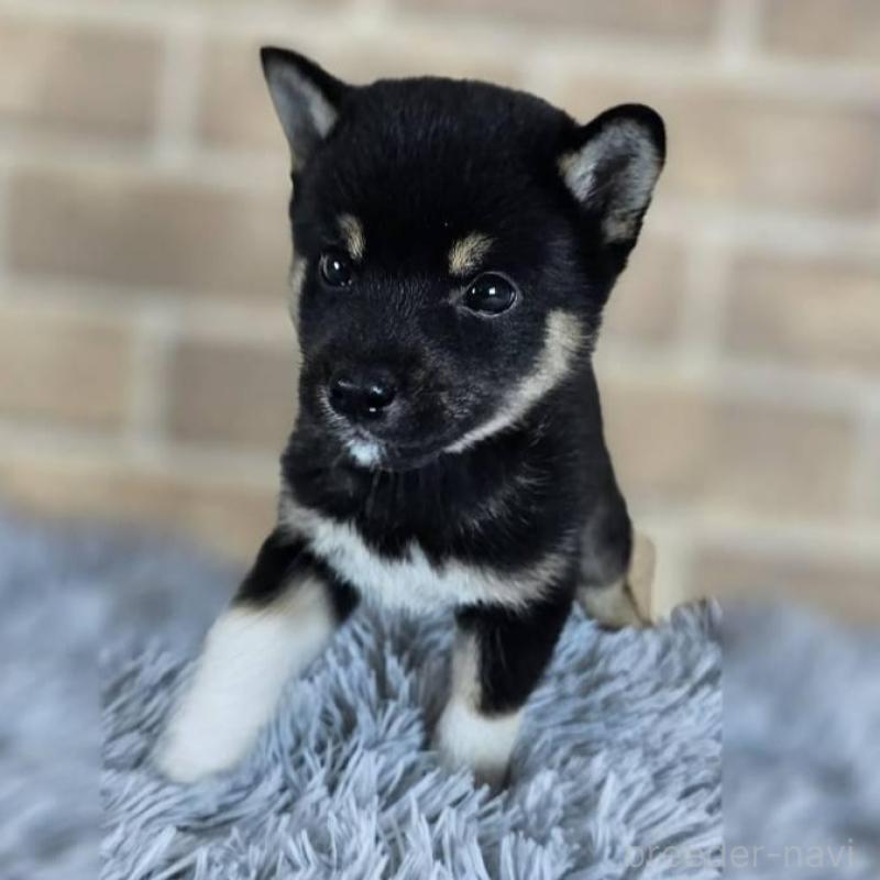 販売中の和歌山県の柴犬-410799の5枚目