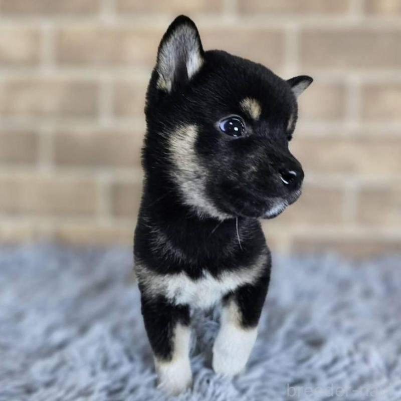 販売中の和歌山県の柴犬-410799の4枚目