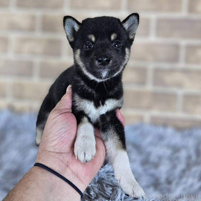 販売中の和歌山県の柴犬-410799の3枚目
