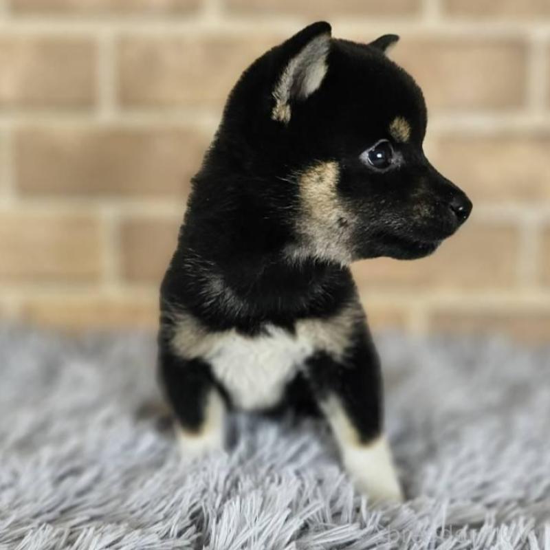 販売中の和歌山県の柴犬-410799の2枚目